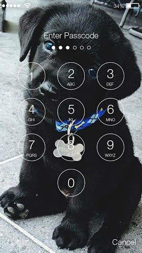 Cute Black Labrador Puppies Screen Lock screenshot 2