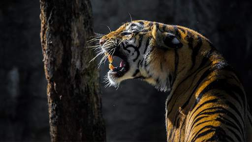 Tiger Sounds screenshot 10