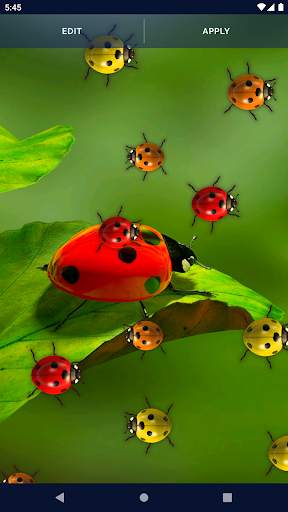 Cute Ladybug Live Wallpaper screenshot 8
