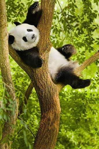 Panda Wallpaper - Cute Panda Wallpapers 🐼 screenshot 6