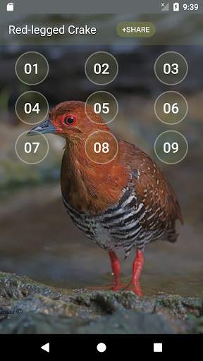 Red-legged crake bird sounds screenshot 1