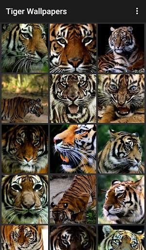 Tiger Wallpapers screenshot 2