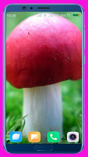 Mushroom HD Wallpaper screenshot 8