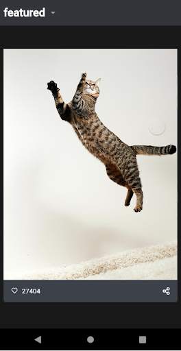 Funny Cat Videos and Pictures, screenshot 6