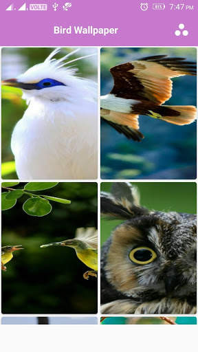 Bird Wallpaper screenshot 2