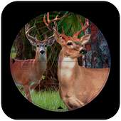 Sniper Deer Hunt:jungle hunt 2.4