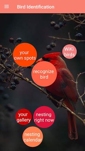 Bird Identification स्क्रीनशॉट 1