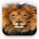 Lion Live Wallpaper 1.4