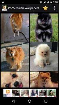 Pomeranian Dog HD Wallpapers 5 تصوير الشاشة