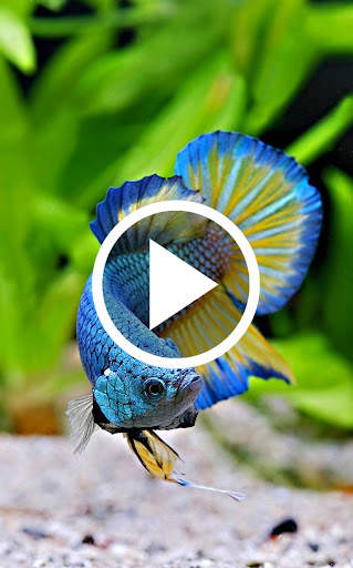 Animal Video Wallpaper screenshot 2