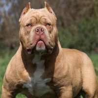Pitbull Wallpapers on 9Apps