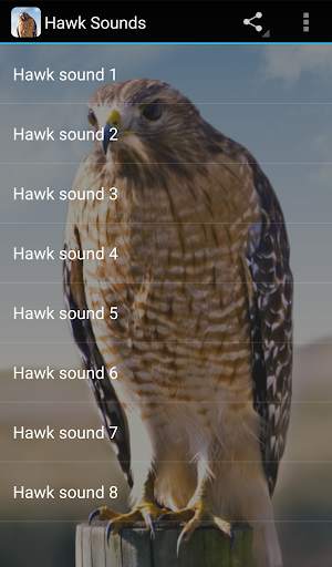 Hawk Sounds screenshot 1