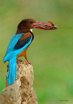 India Birds स्क्रीनशॉट 4