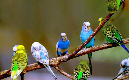 Budgie Bird Wallpapers HD screenshot 2