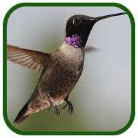 Birds Images App