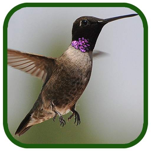Birds Images App 1.14