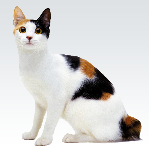 Animal sounds icon