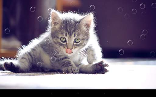 Funny Cat Live Wallpaper screenshot 5