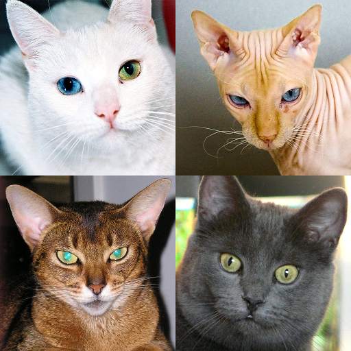 Cats Quiz Guess Popular Breeds 3.1.0