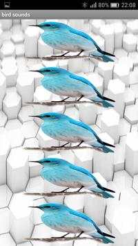 Bird sound screenshot 13