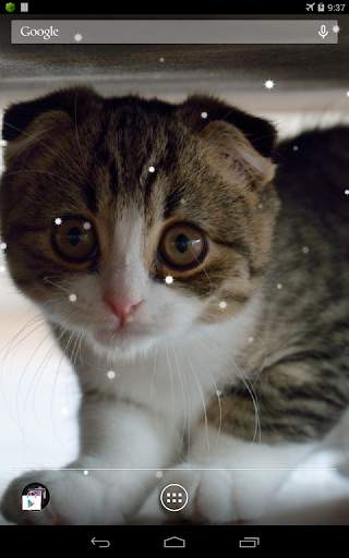 Scottish Fold Cat LWP 5 تصوير الشاشة