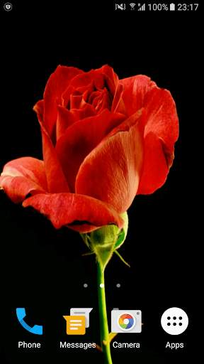 Blooming Rose 3D Video Theme screenshot 1