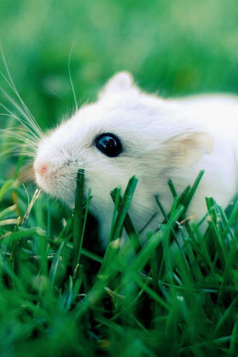 Hamster Video Live Wallpaper screenshot 2