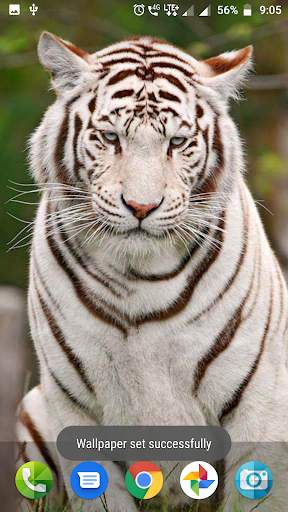 White Tiger Wallpaper Hd screenshot 2
