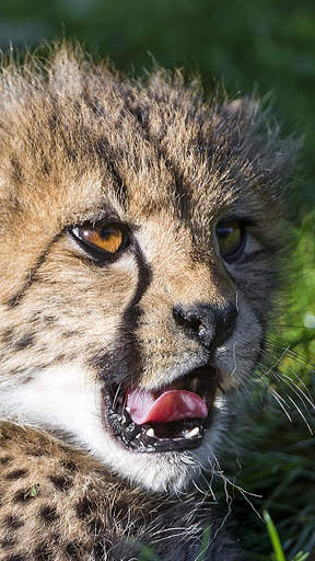 Cheetah Wallpapers : backgrounds hd screenshot 2