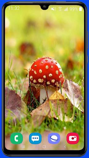 Mushroom Wallpaper Best HD screenshot 10