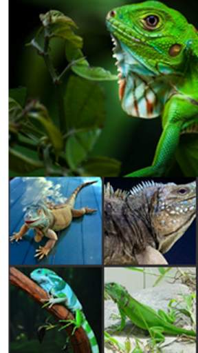 Iguana Wallpaper screenshot 2