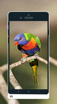 Bird Wallpaper screenshot 7
