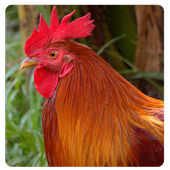 Chicken Sound &amp; Ringtone icon
