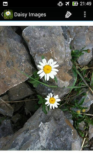 DaisyBG: Flower Wallpaper screenshot 9