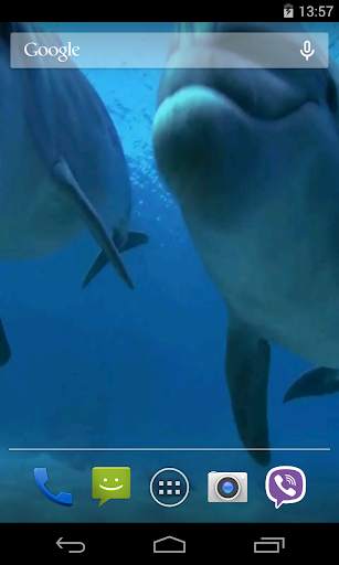 Dolphins Video Live Wallpaper screenshot 2