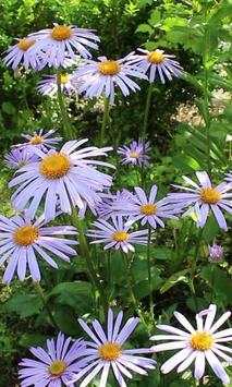 Blue daisies after the rain screenshot 1
