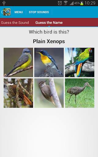 South American Birds Free स्क्रीनशॉट 7