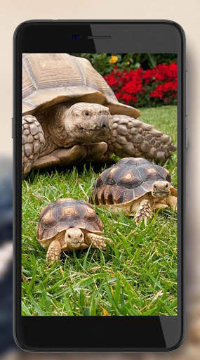 Turtles Best Live Wallpaper screenshot 5