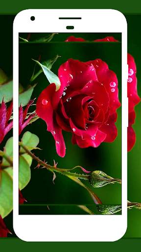 Rose Wallpapers screenshot 2