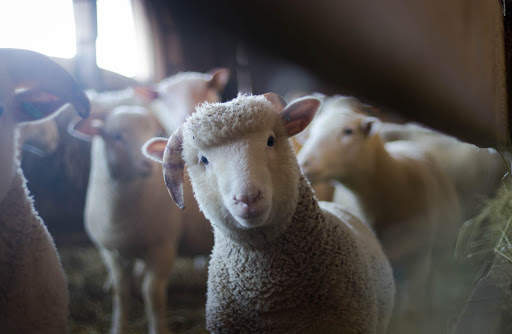 Cute Sheep - Funny Wallpapers screenshot 2
