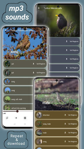 thrush birds screenshot 8