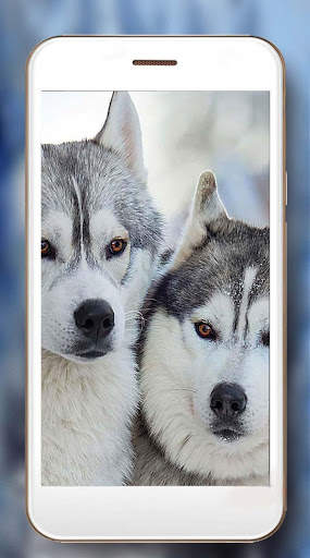 Husky Voice Live Wallpaper screenshot 2