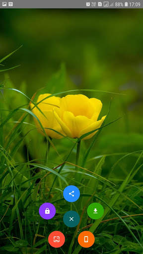 Flower Wallpaper screenshot 2