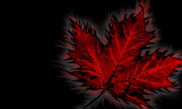 Maple wallpapers screenshot 1