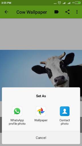 Cow Wallpaper screenshot 6