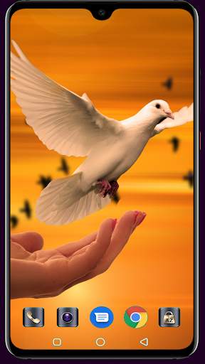 HD Pigeon Wallpaper screenshot 4