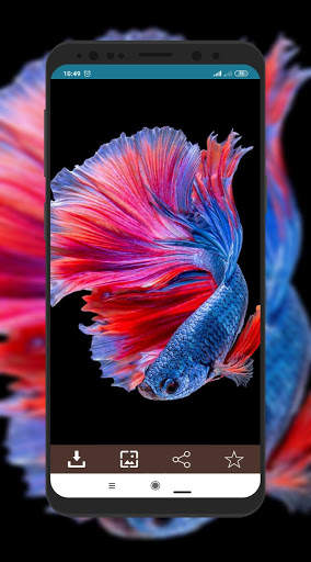 Wallpaper Ikan Cupang screenshot 7
