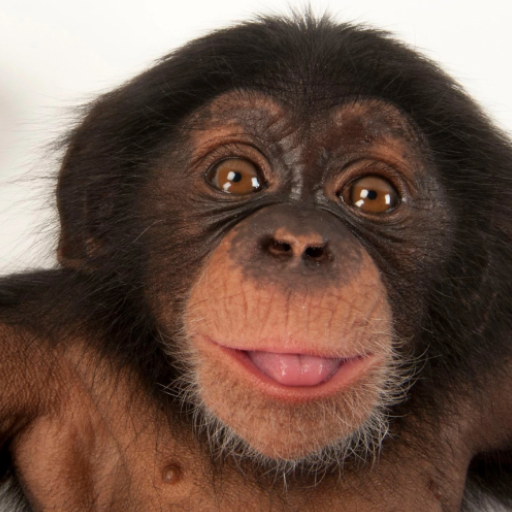 Chimpanzee Sounds icon