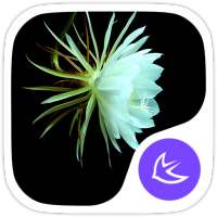 Flowers theme for APUS on 9Apps