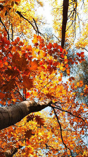 Autumn Wallpapers HD & 4k Backgrounds screenshot 8
